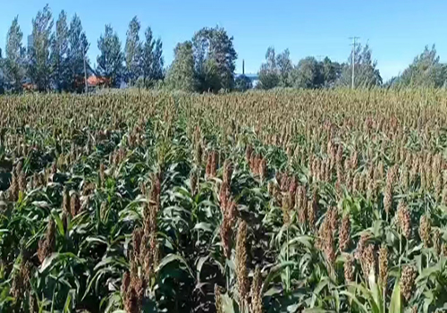 高粱篇| 喷施水禾土植物免疫蛋白 穗大 籽粒饱满 提早成熟