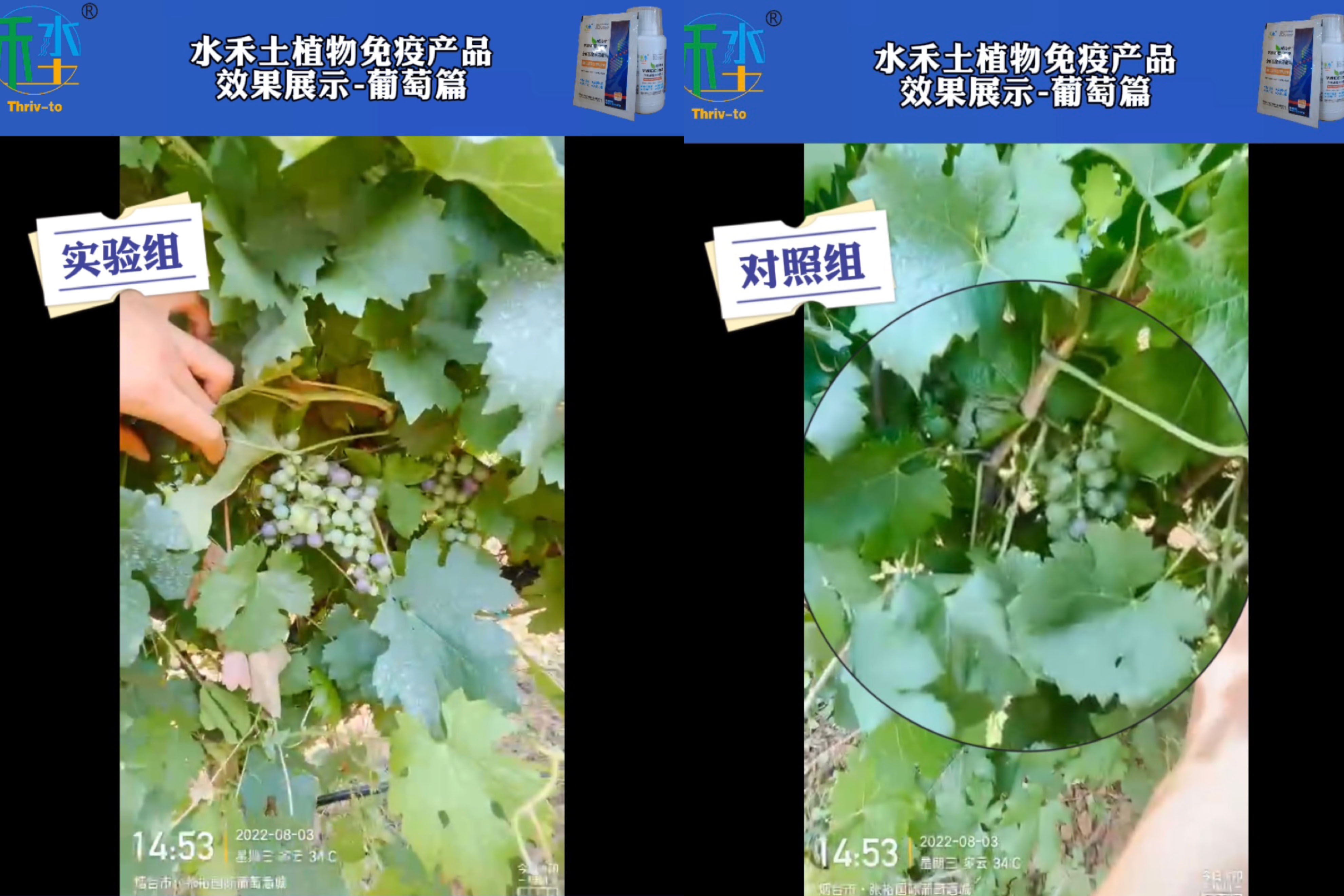 葡萄篇|水禾土植物免疫产品助力张裕酿酒葡萄基地增产增效