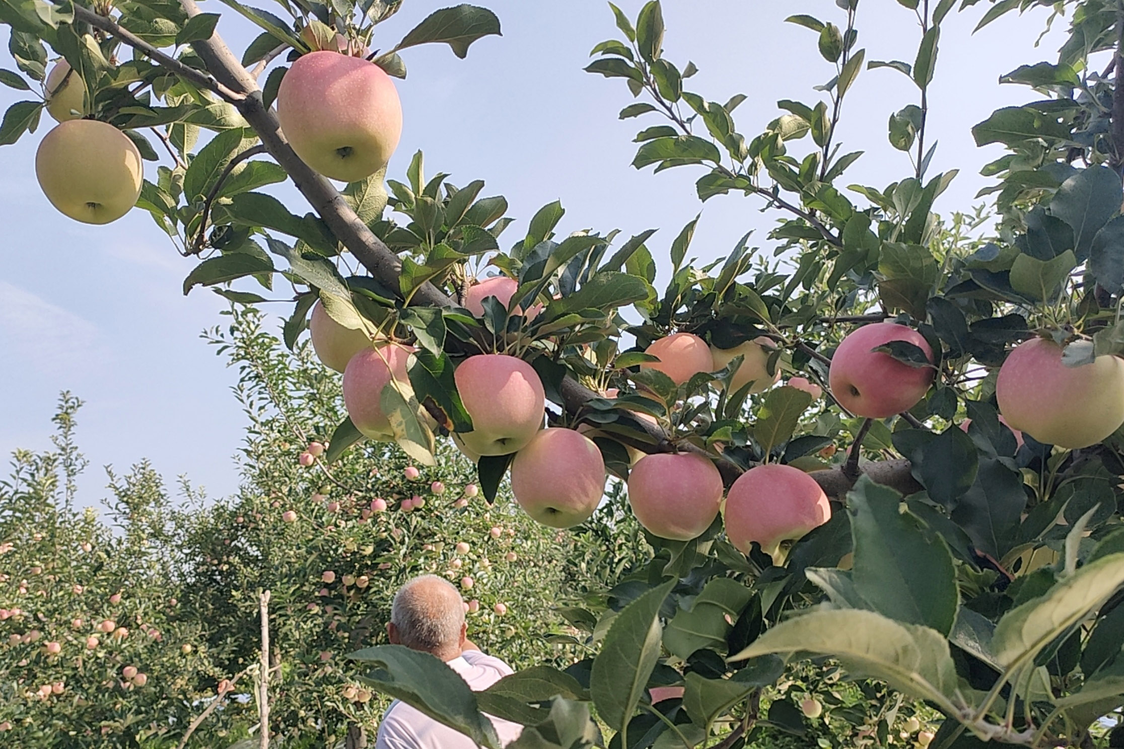 苹果篇| 嘎啦苹果果个大 果型周正 表光好的秘诀